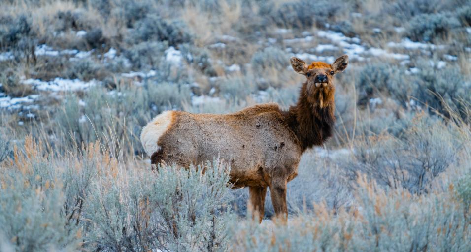 Cow elk standing in sage brush 