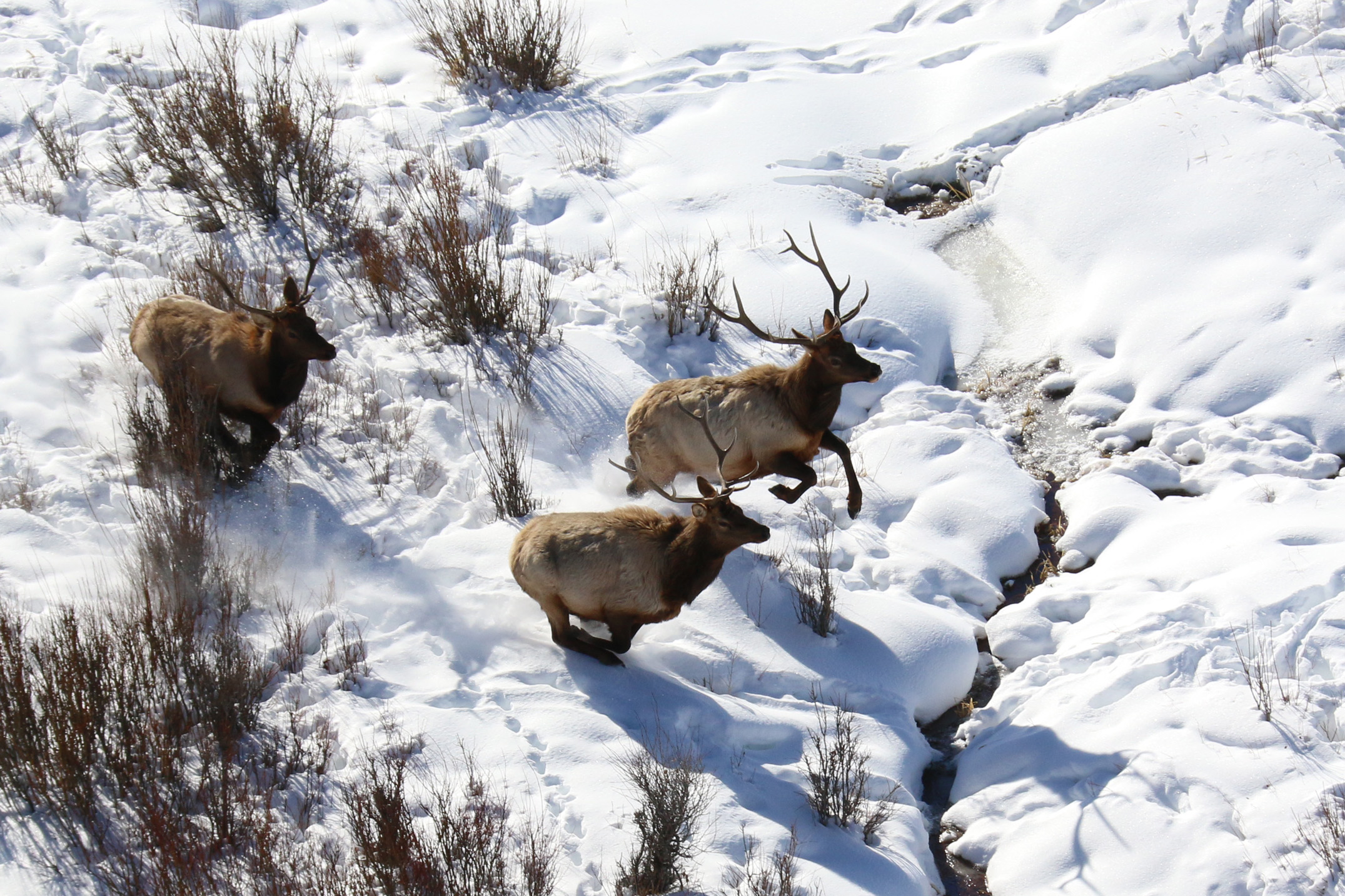 Wyoming Game And Fish Department - New Deputy Chief Of Wildlife ...