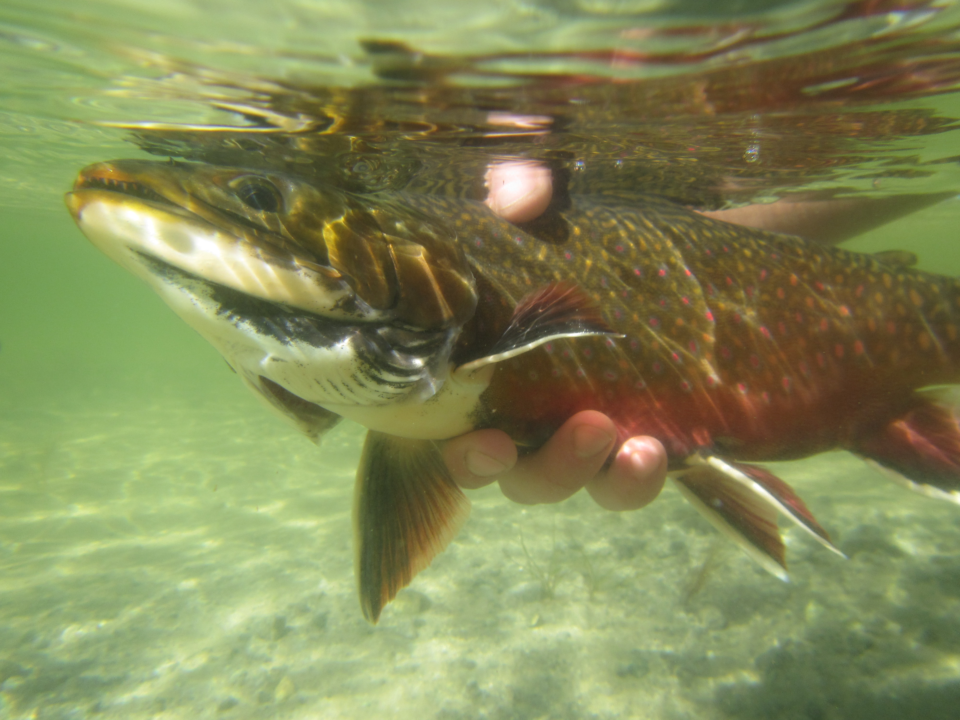 Wyoming Game And Fish Department - Home