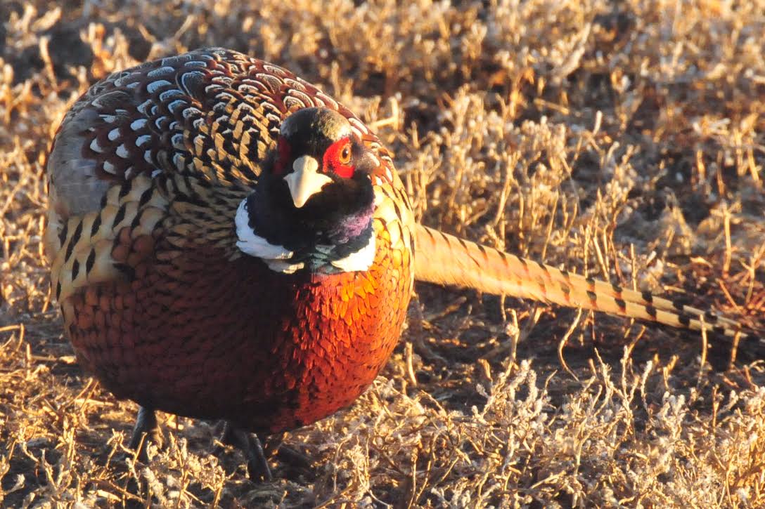 Wyoming Game and Fish Department Springer Special Pheasant Hunt looks