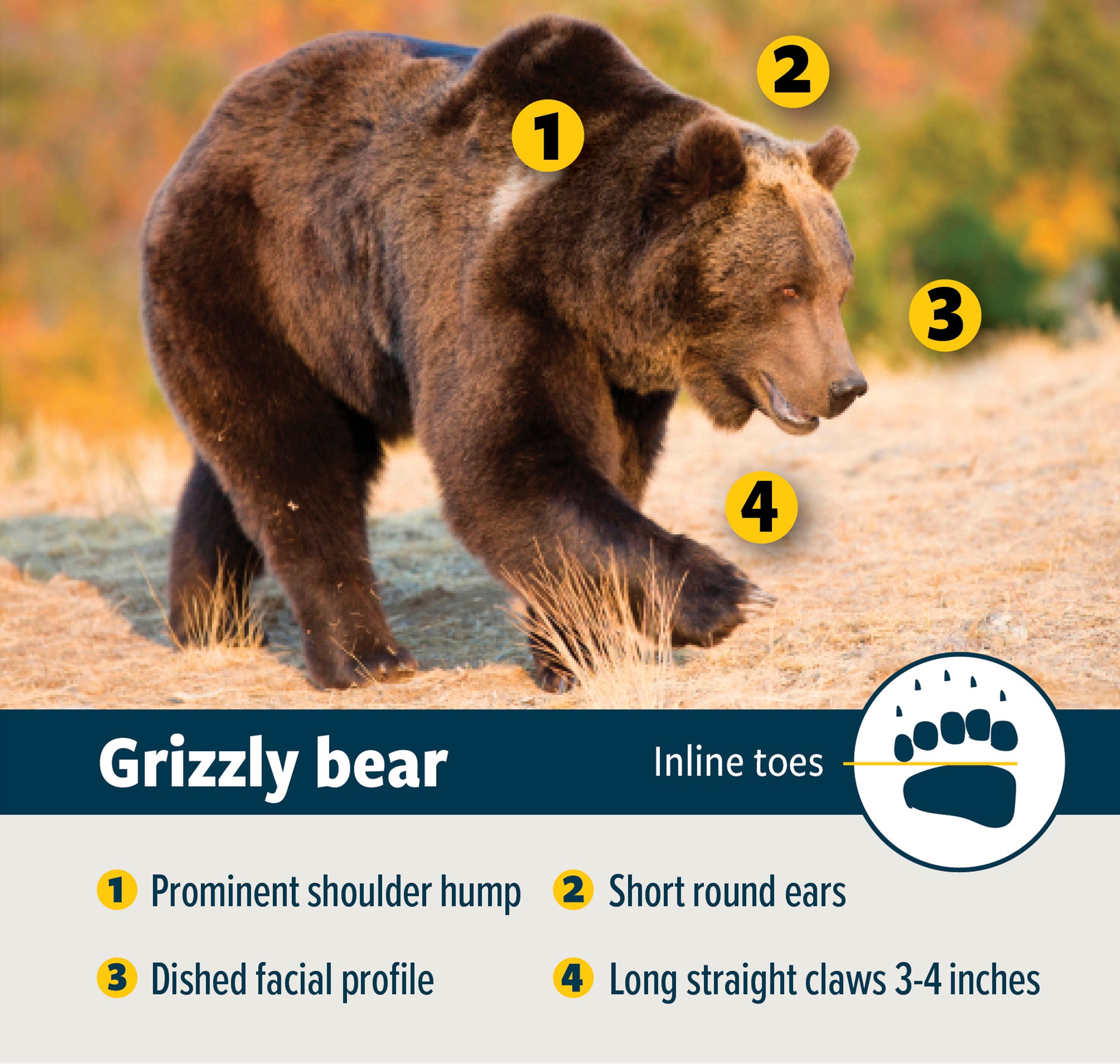 Grizzly ID