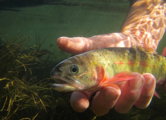 A cutthroat trout being released underwater
