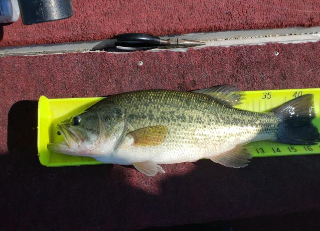 Largemouth Bass on a bright-colored ruler