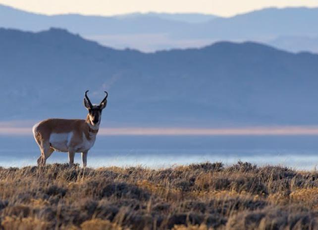 Wyoming Wildlife magazine - manage your account image