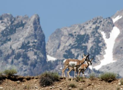 two ungulates in the mountains