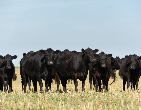 A group of five black cows standing side by side