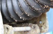 Attached zebra mussels