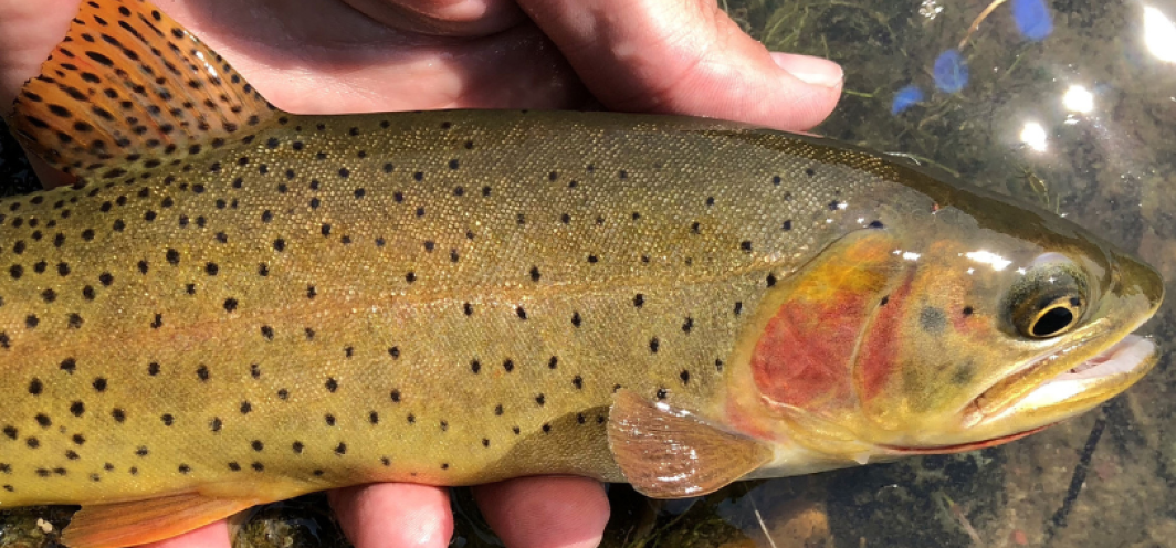 A closeup photo of a Yellowstone cutthroat trout, showing the fish's profile from the dorsal fin forward, being held just out of the water