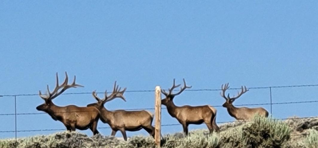 Four bull elk stand behind a highway fence with sagebrush at their feet and bright blue sky in the background