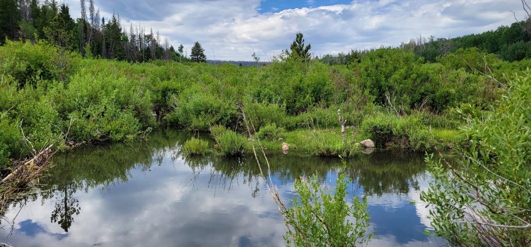A cloudy blue sky reflects on the glassy water of a beaver pond, surround by lush greenery