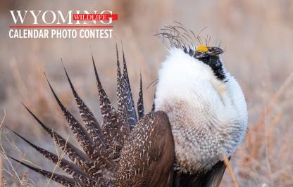 2024 Wyoming Wildlife calendar photo contest