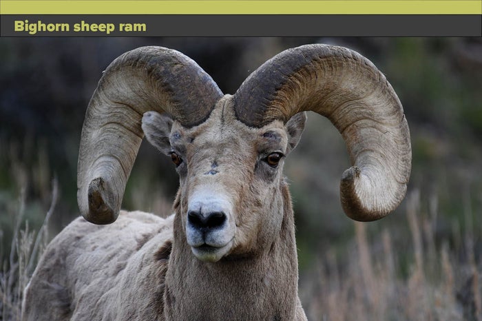 Bighorn-Sheep-Ram.jpg Bighorn-Sheep-Ram.jpg