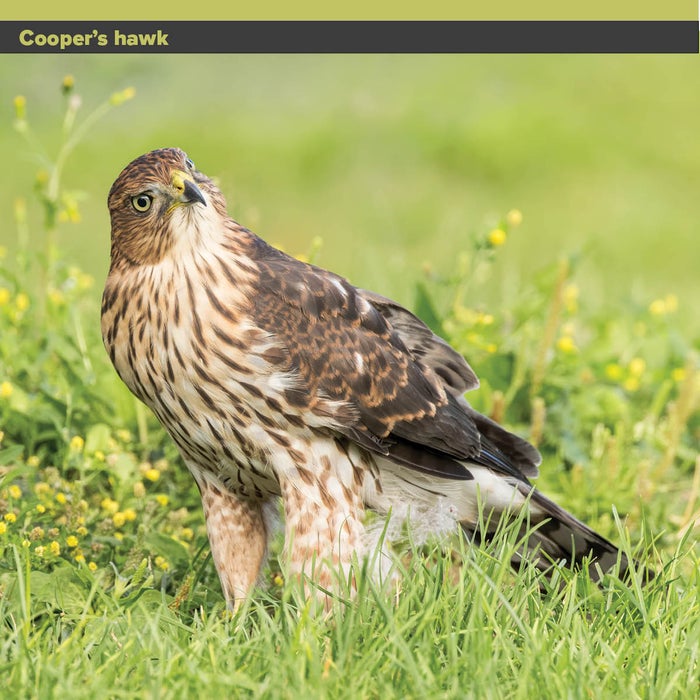 Cooper-s-hawk.jpg Cooper-s-hawk.jpg