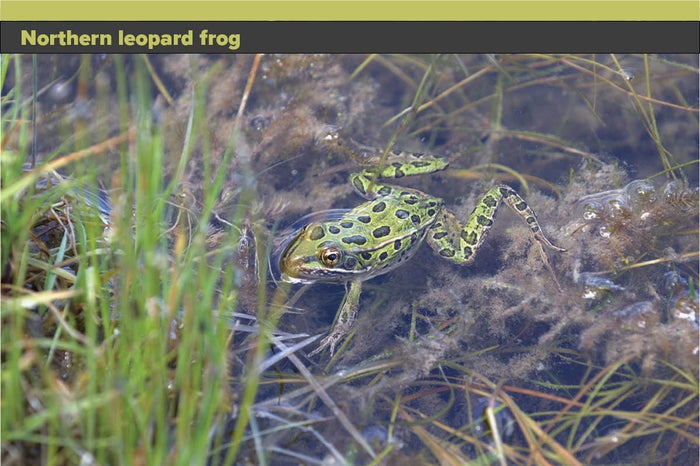 Northern-leopard-frog.jpg