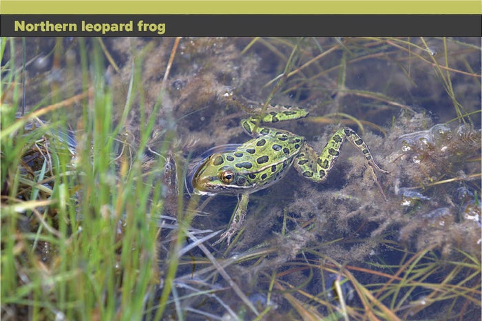 Northern-leopard-frog.jpg Northern-leopard-frog.jpg