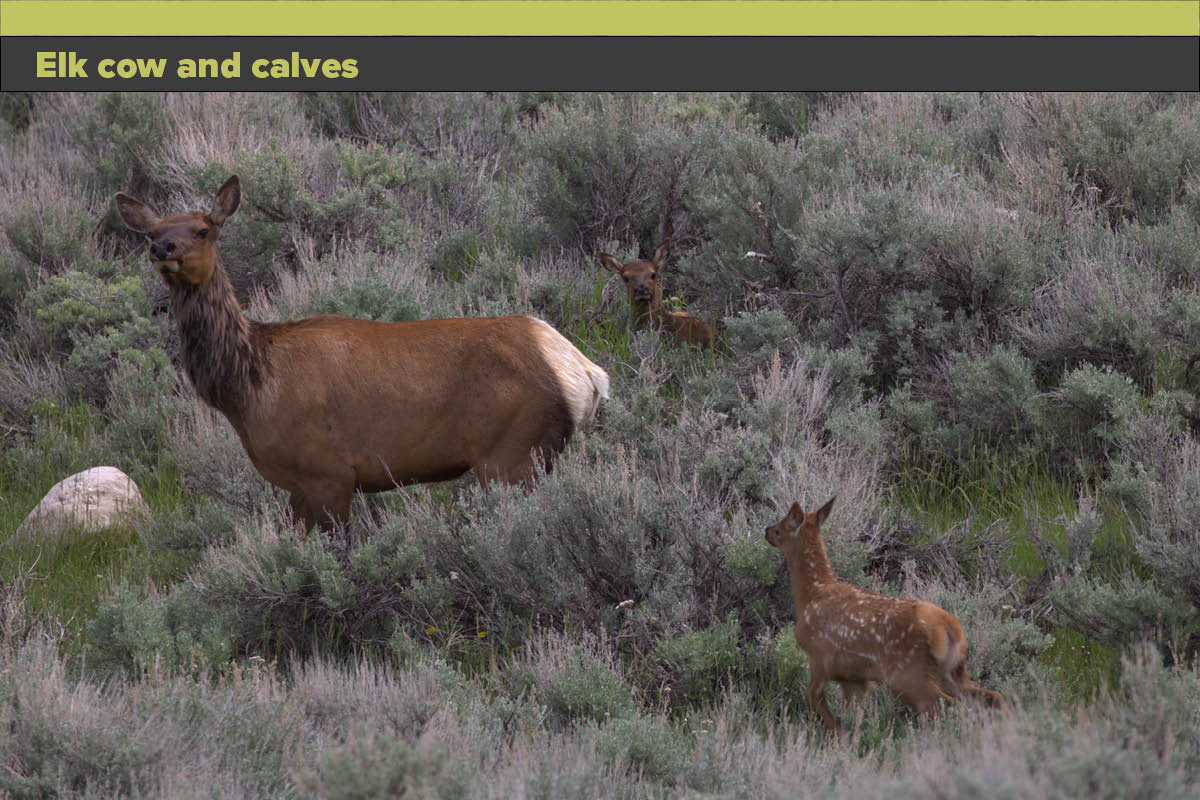 Elk-cow-and-calves.jpg