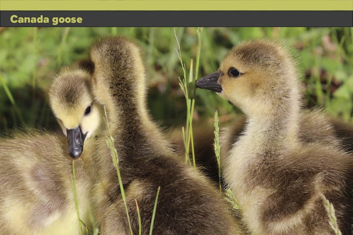 Canada-goose.jpg Canada-goose.jpg