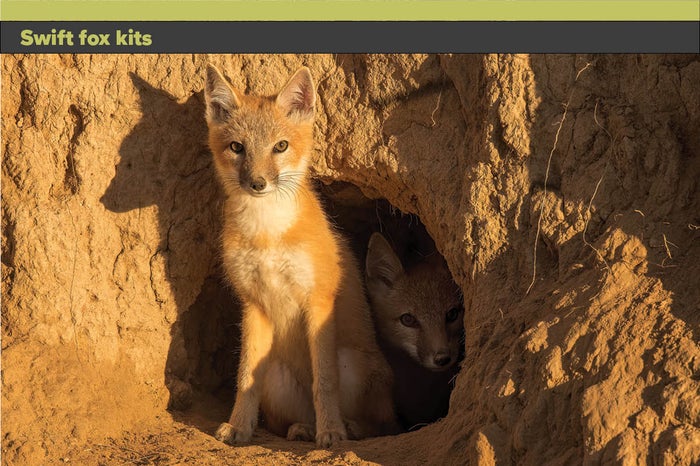 Swift-Fox.jpg Swift-Fox.jpg