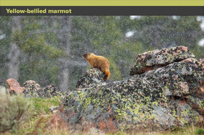 Marmot.jpg Marmot.jpg