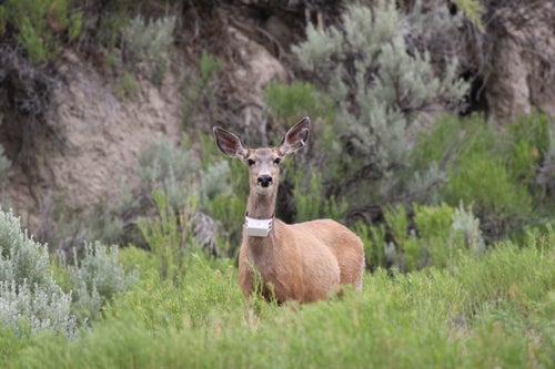 Wyoming Game and Fish Department - Chronic wasting disease is a threat ...