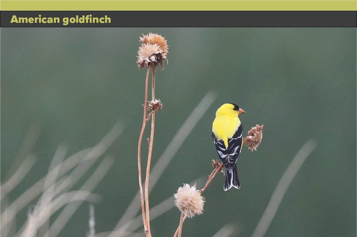 American-goldfinch.jpg American-goldfinch.jpg