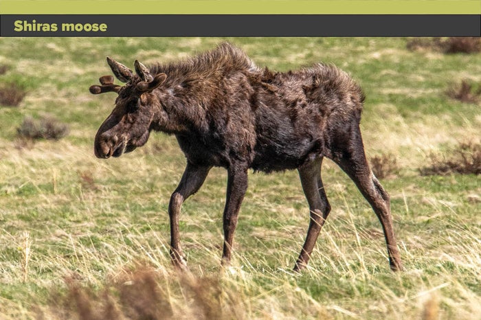 Shiras-moose.jpg