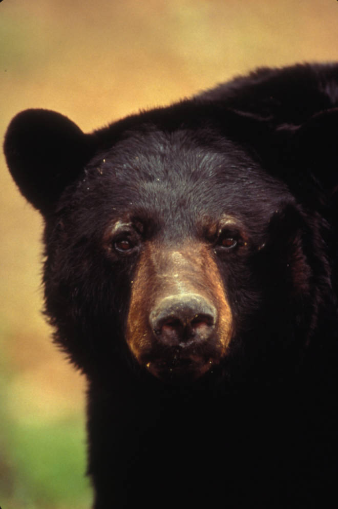 Wyoming Game and Fish Department - Black bear bait site renewal,  registration opens in March