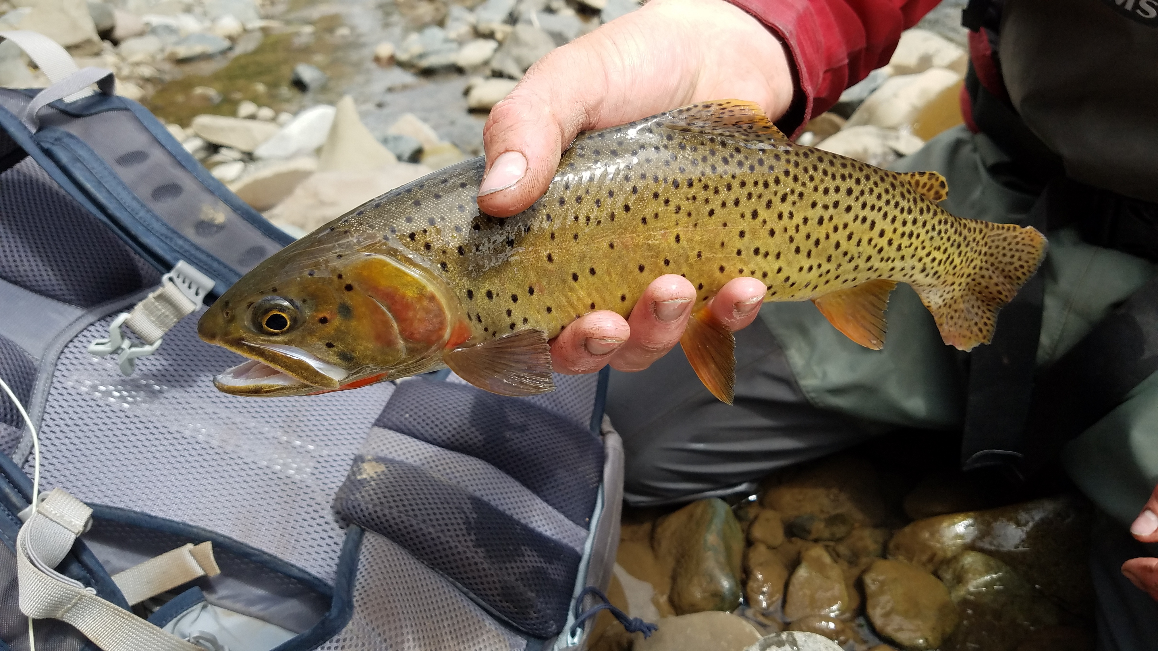 wyoming game and fish cheyenne