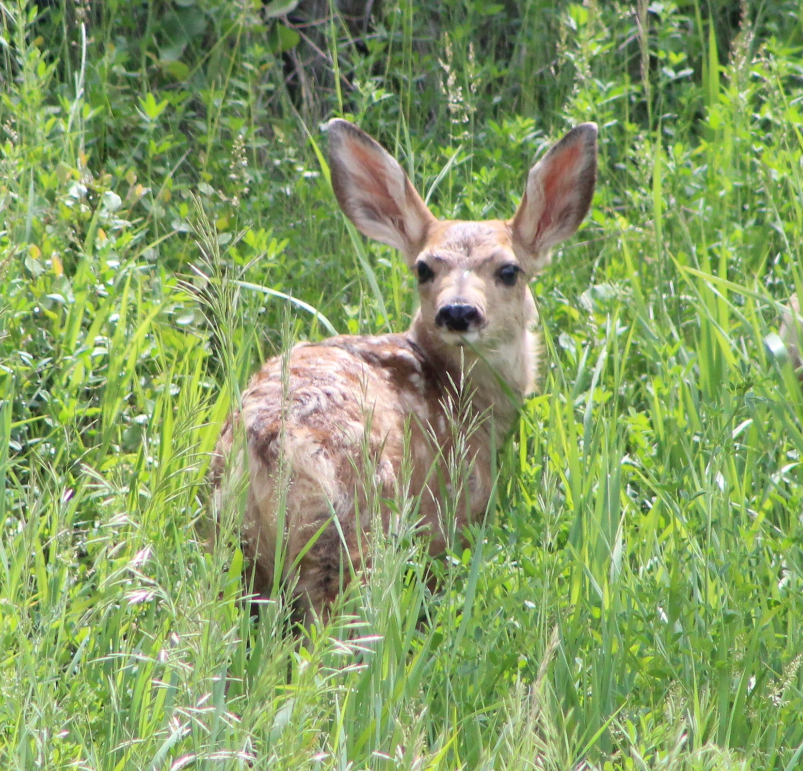 Wyoming Game And Fish Department - Baby Wildlife