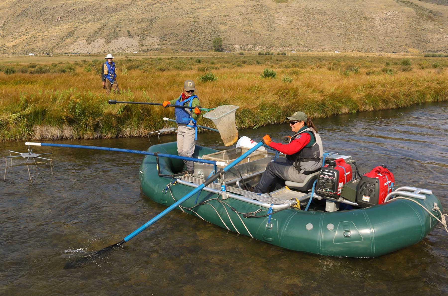 Wyoming Game and Fish Department - Nasal Bots/Cuterebra