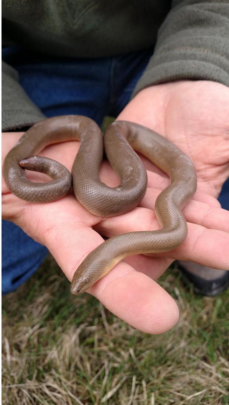 northern rubber boa