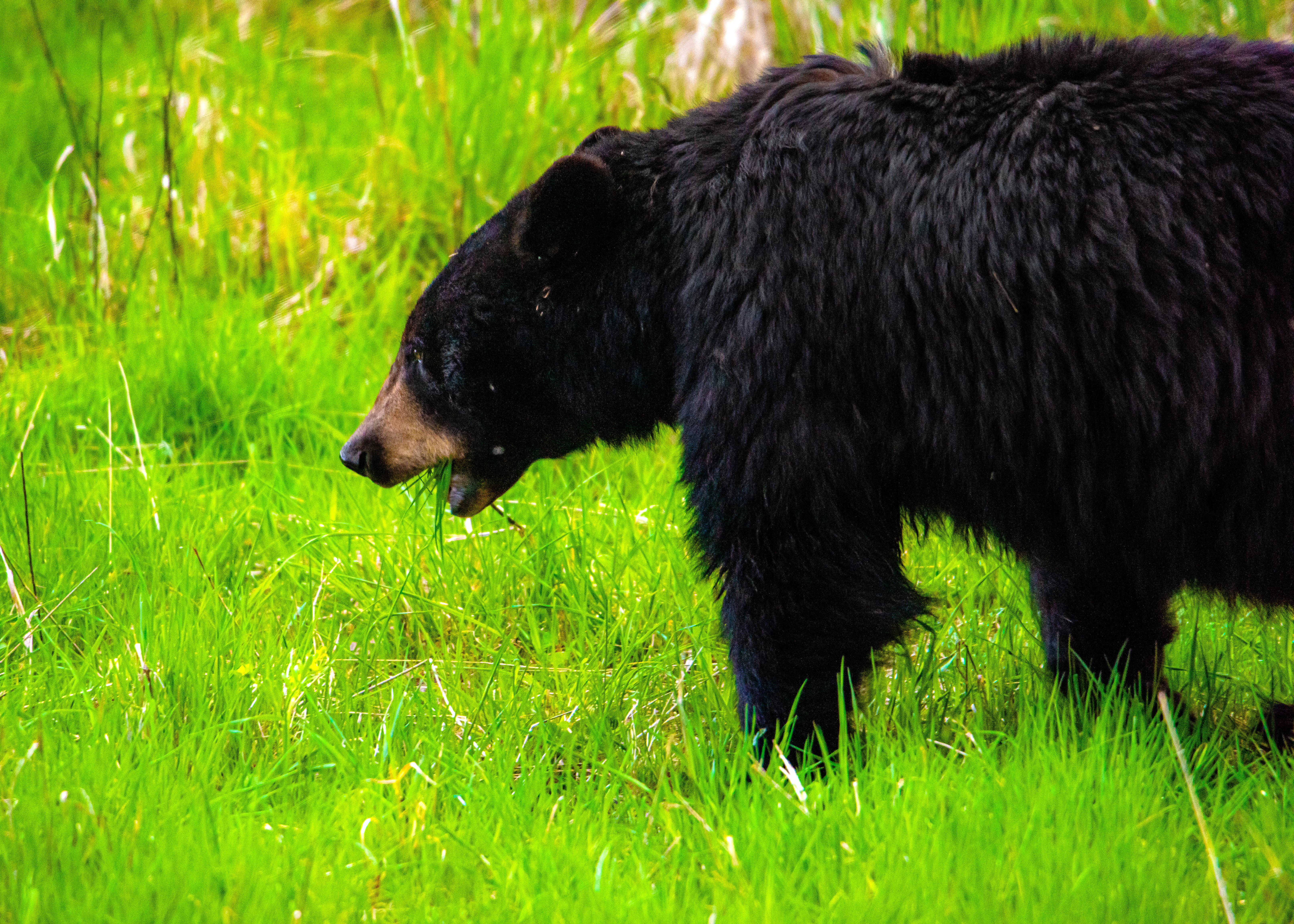 Wyoming Game and Fish Department - Registration process changes for new  black bear bait sites