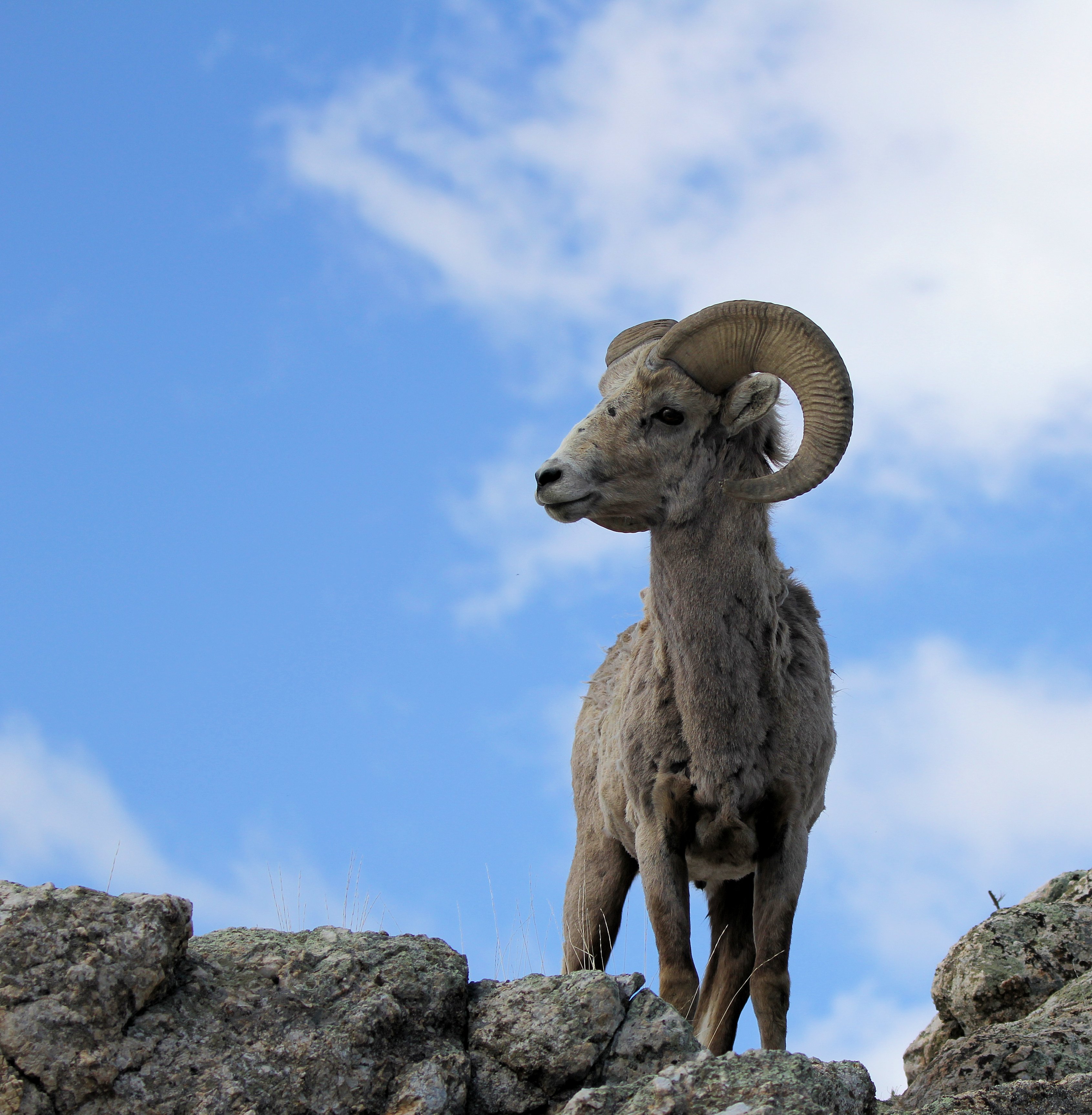 Wyoming Game And Fish Department - Wyoming Wildlife Taskforce Holds ...