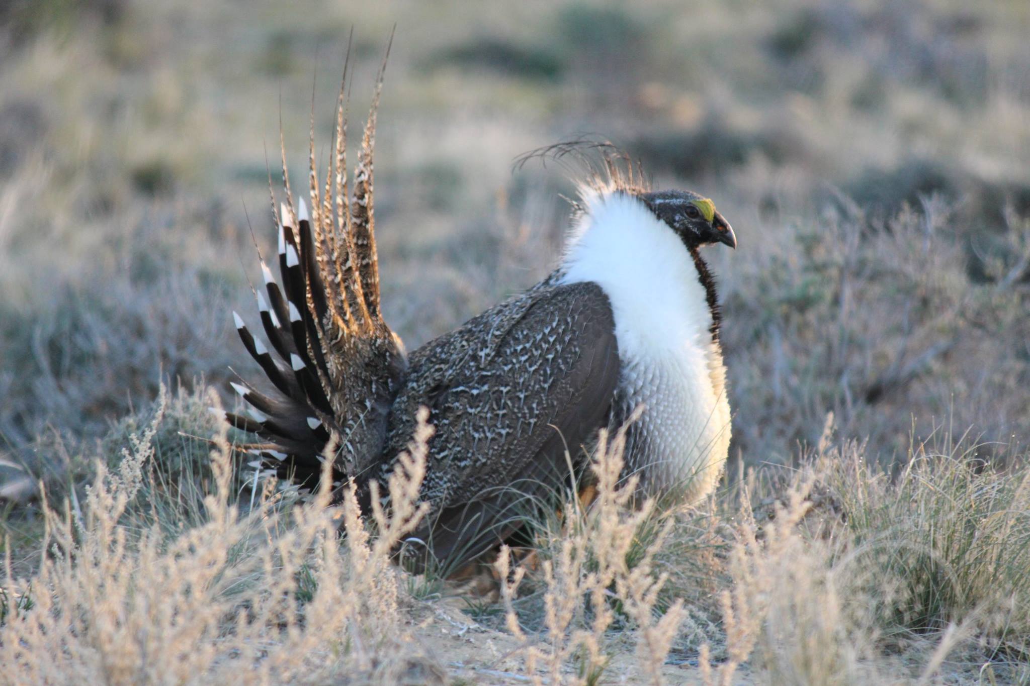 Wyoming Game and Fish Department Funding available for Wyoming sage