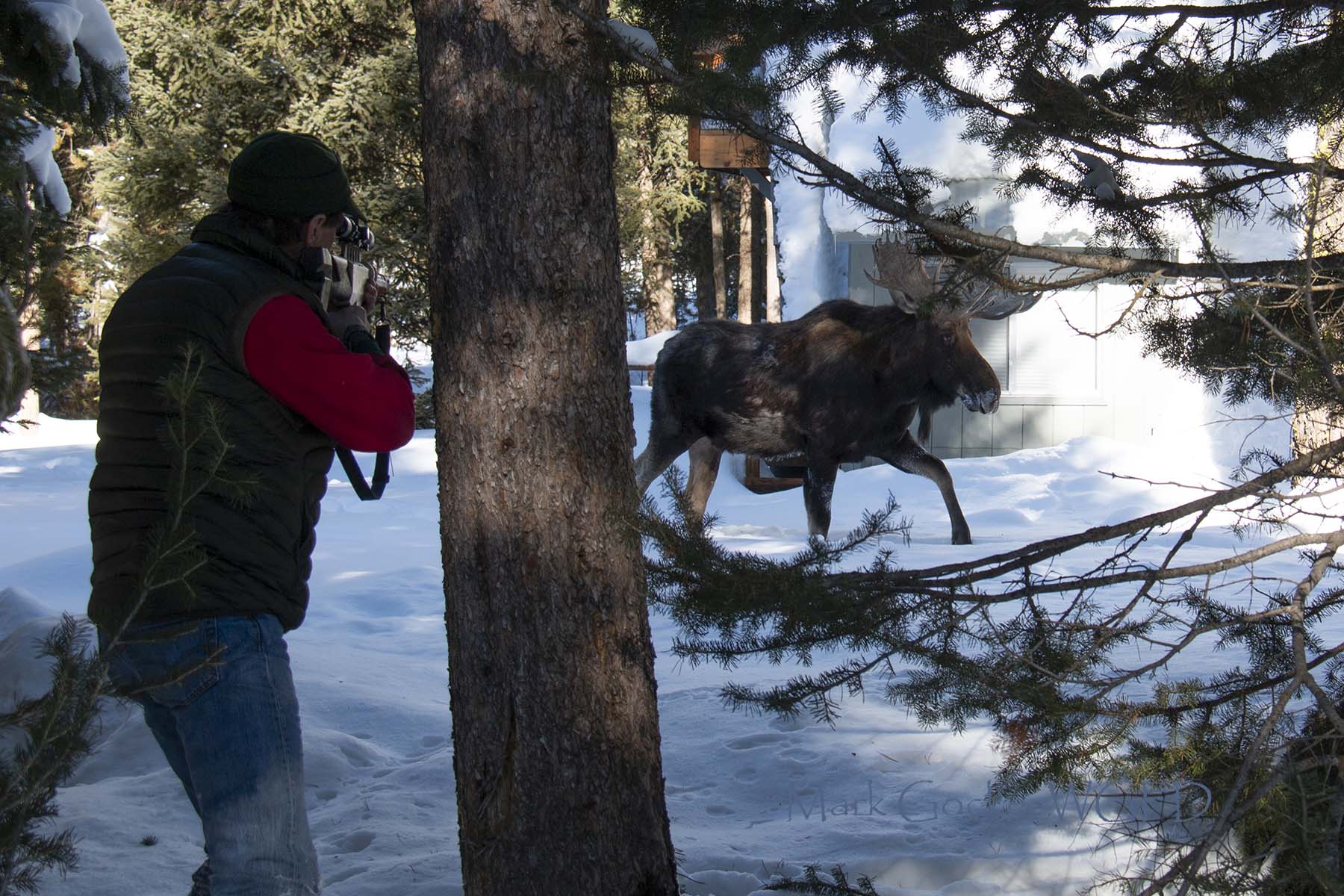 Wyoming Game and Fish Department G&F Moves Aggressive Moose Near Alpine