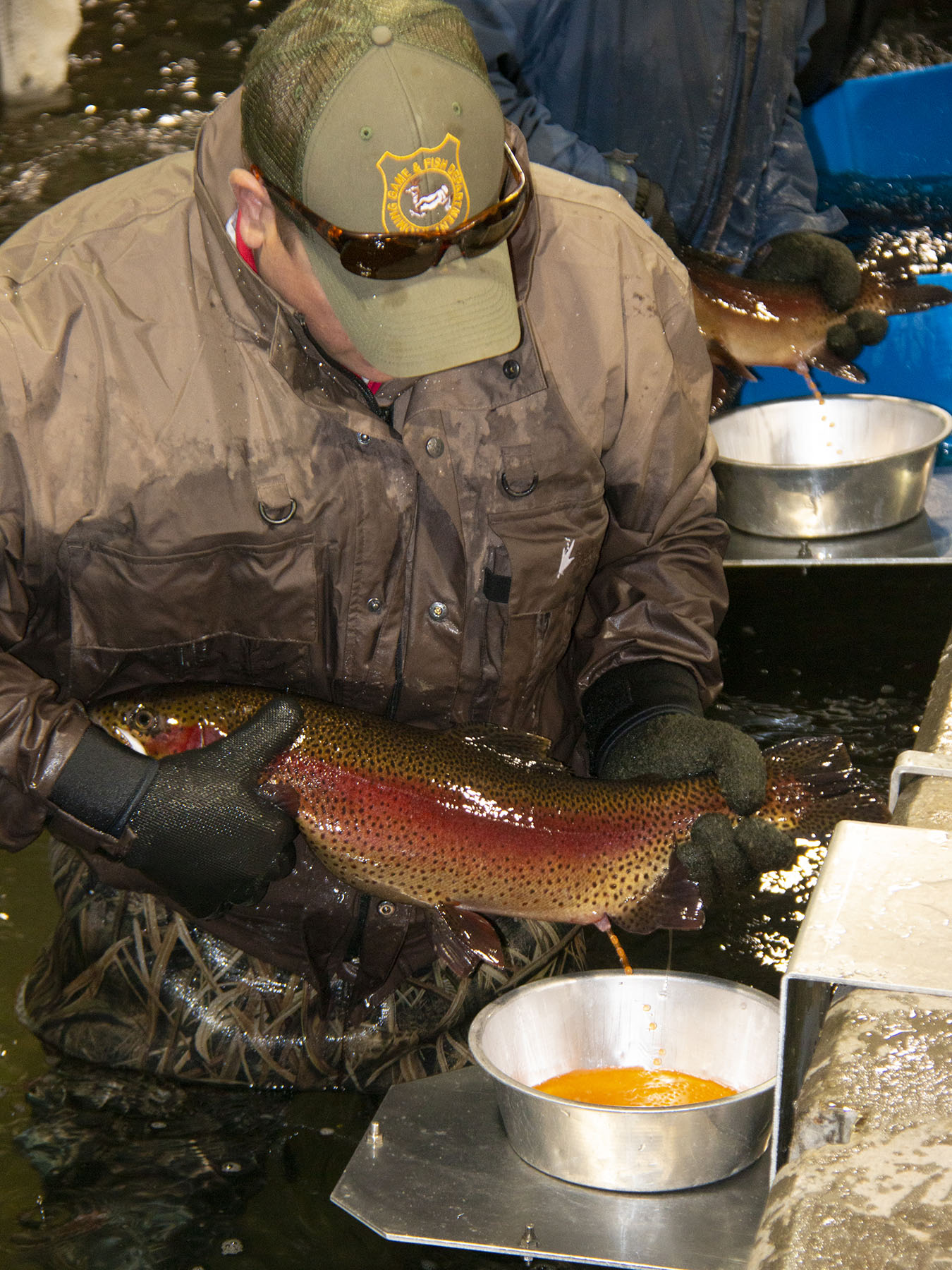 Boulder Hatchery conducts its annual fall spawn of rainbow trout - Wyo4News