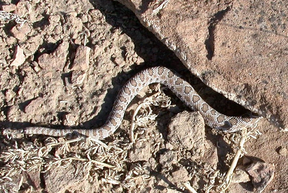 Midget-faded rattlesnake