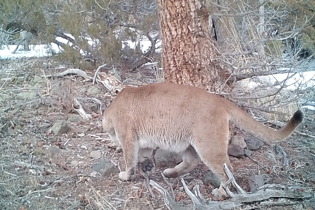 Wyoming Game and Fish Department Illustrative sequence of mountain lion photos captured on