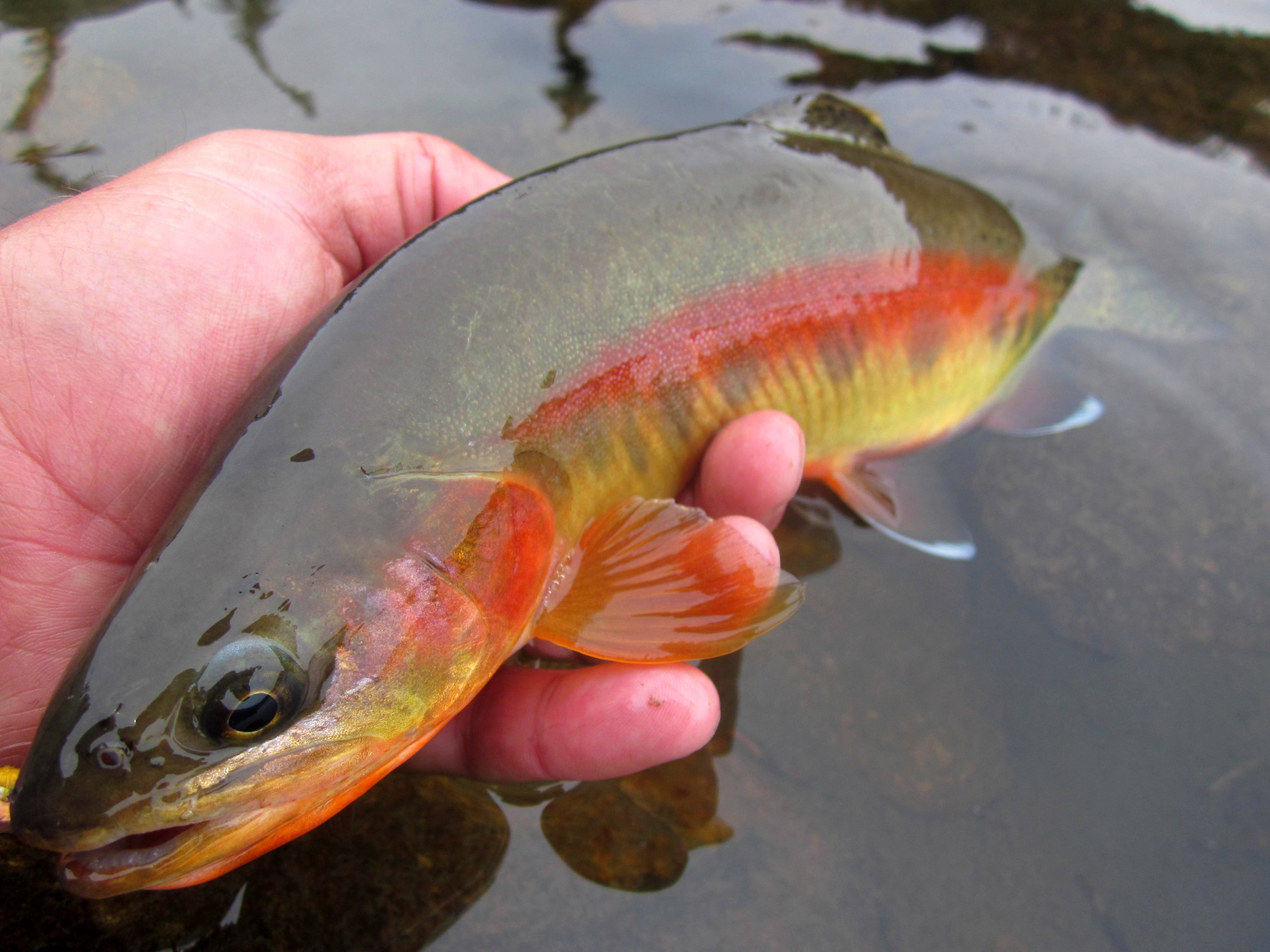 golden trout