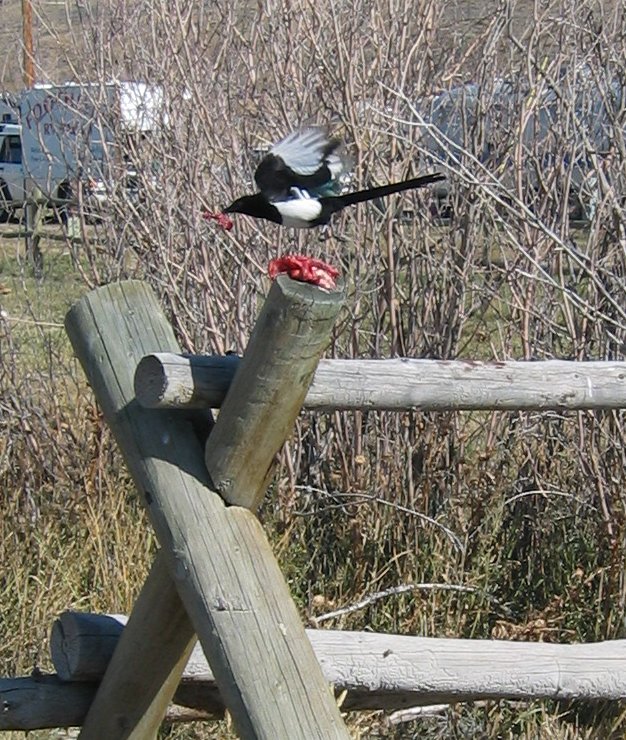 Black-billed magpie