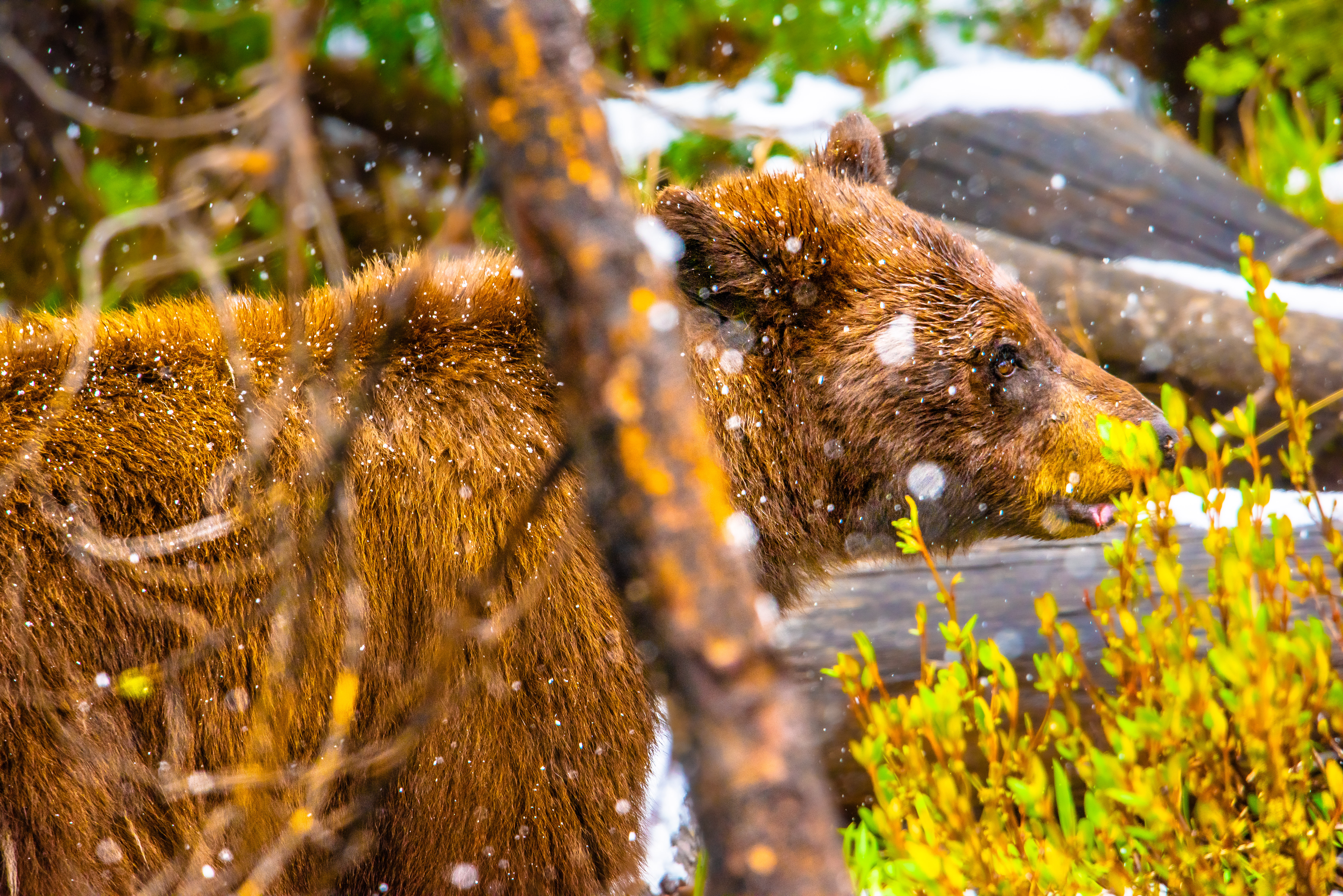 Bear for Dinner and How Not to Get Trichinosis - Wyoming Wildlife