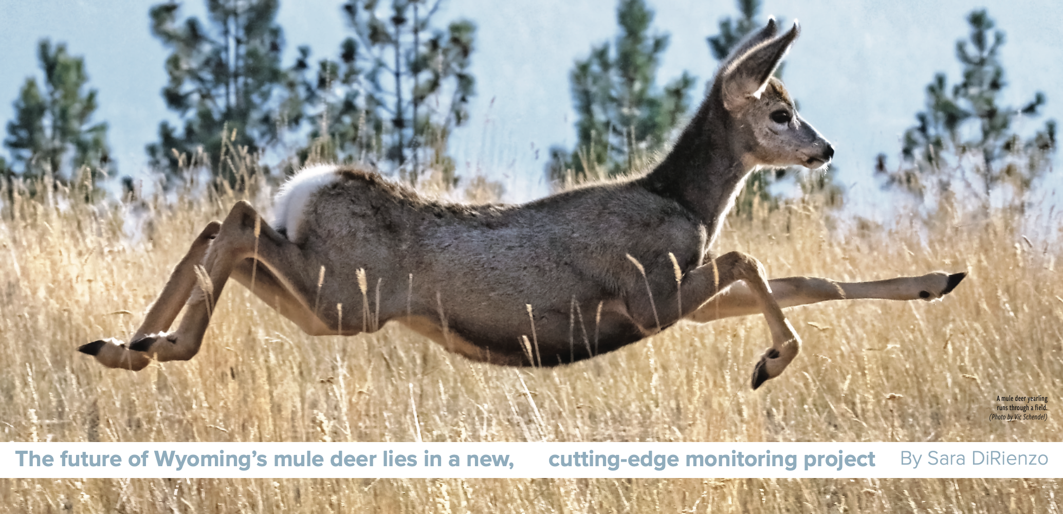 Deer and Data