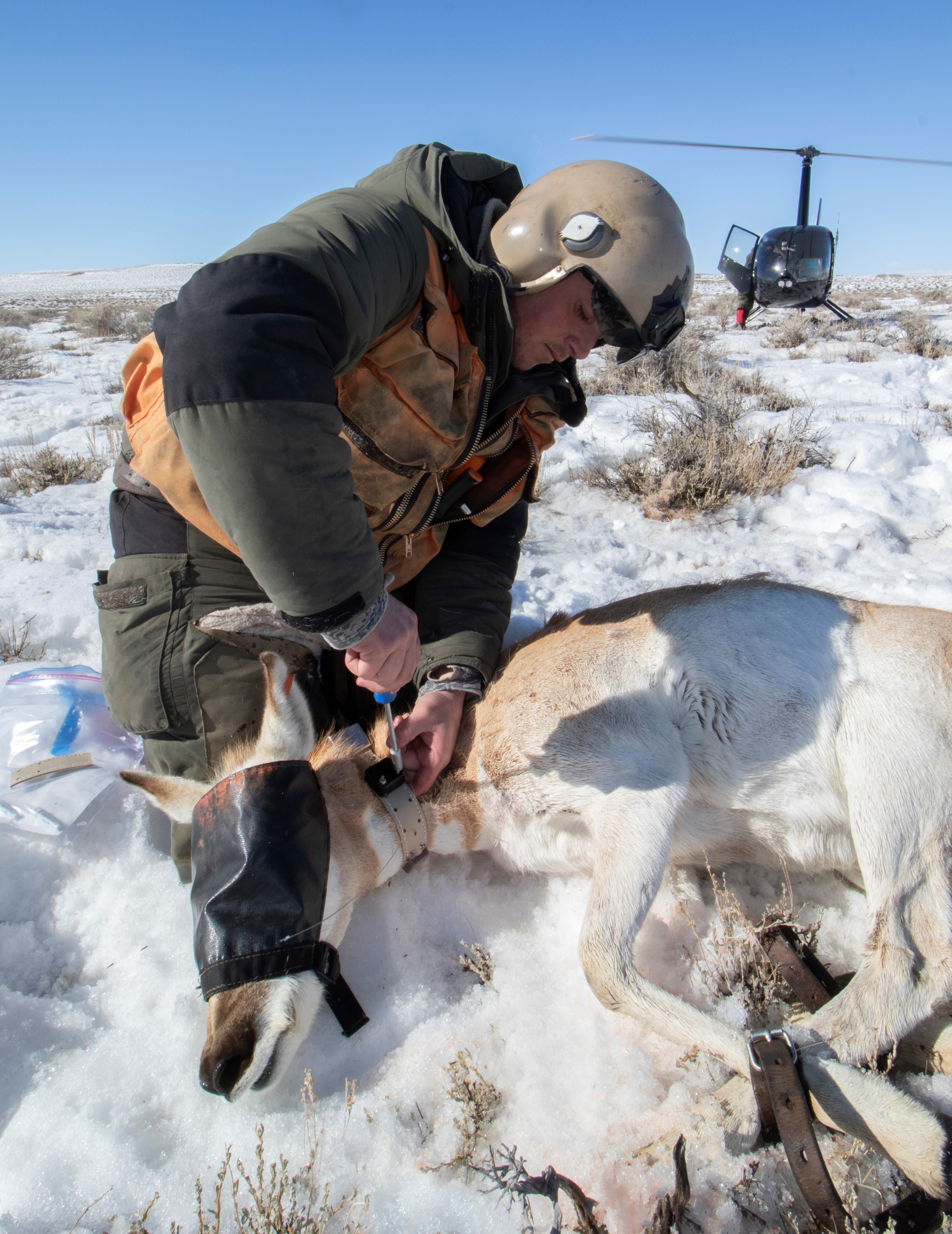 Wyoming Game and Fish Department - Nasal Bots/Cuterebra