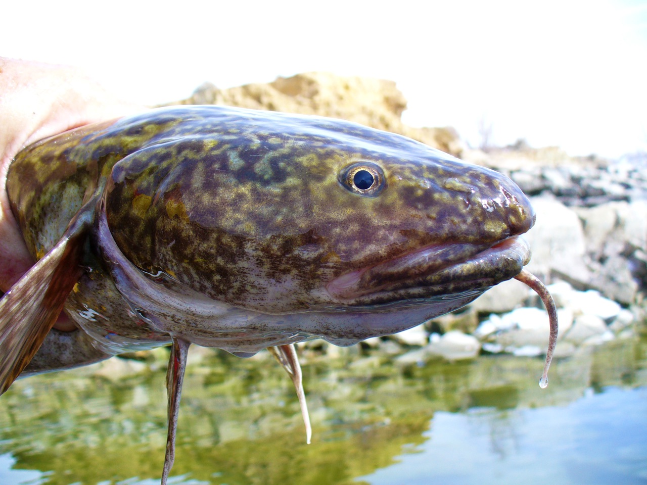 burbot bait
