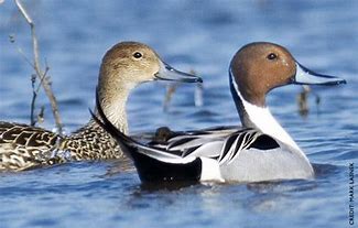 Northern pintail