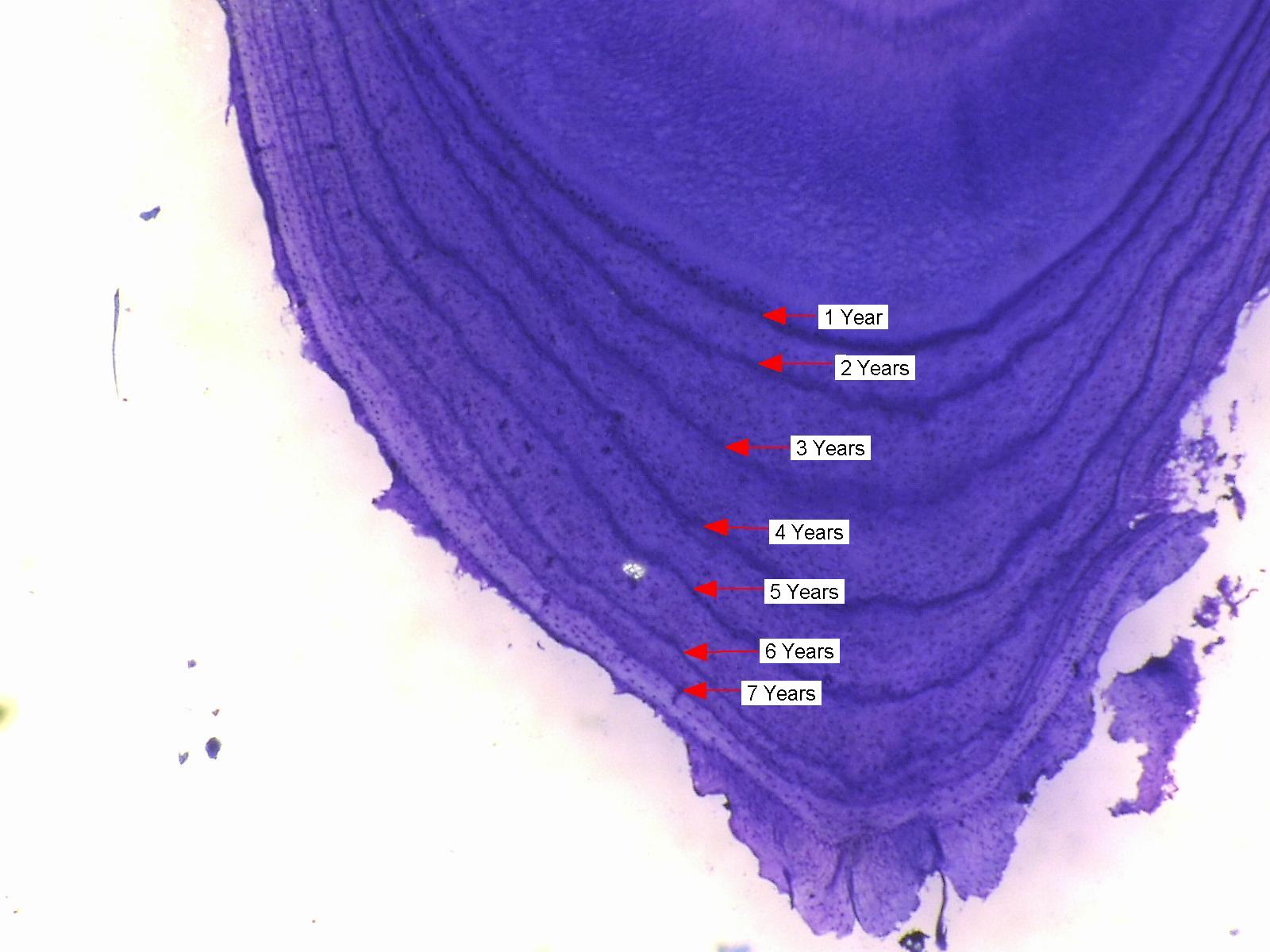 stained root of a male black bear tooth with rings for aging