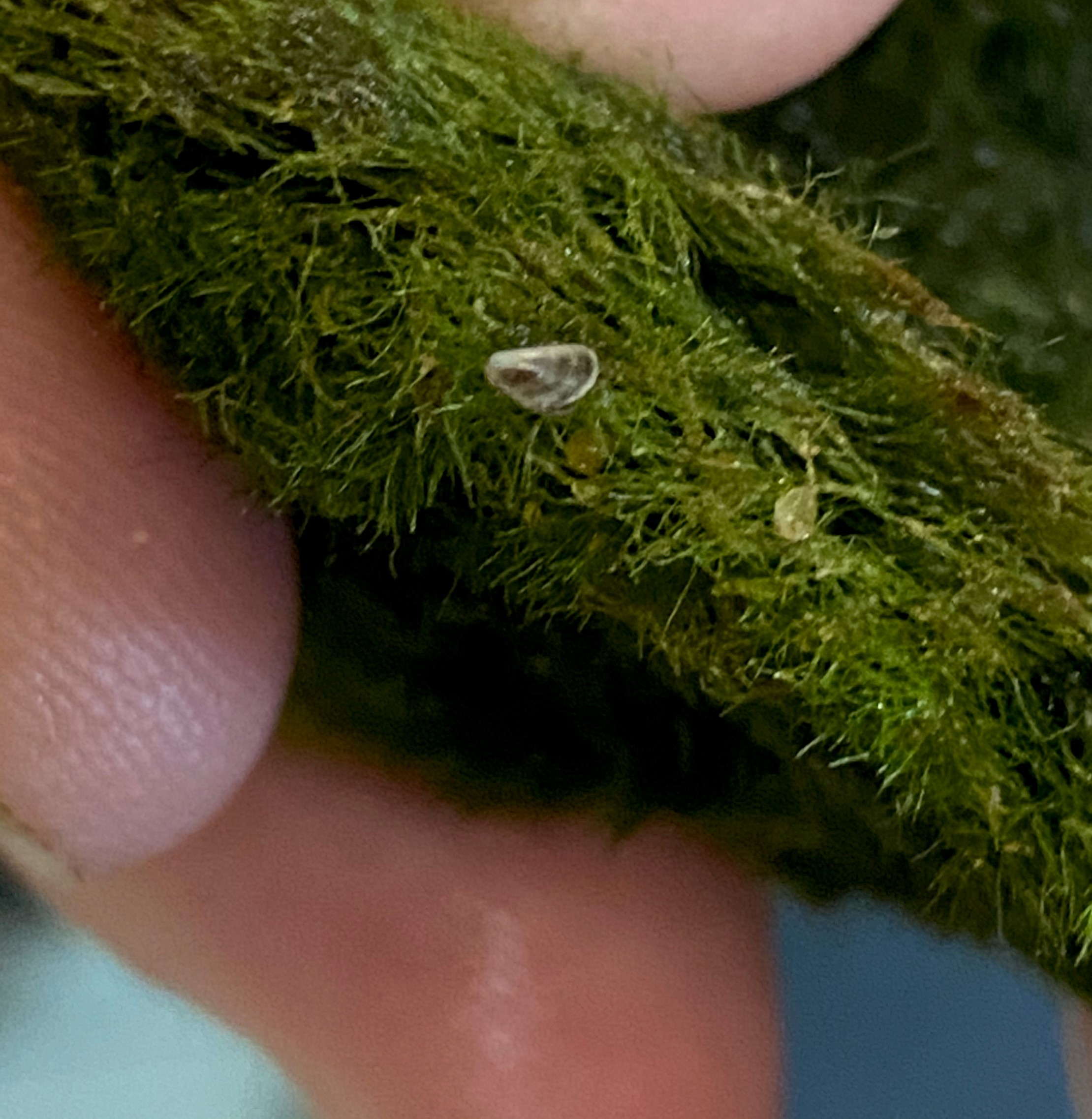 Wyoming Game and Fish Department - Zebra mussels found in several