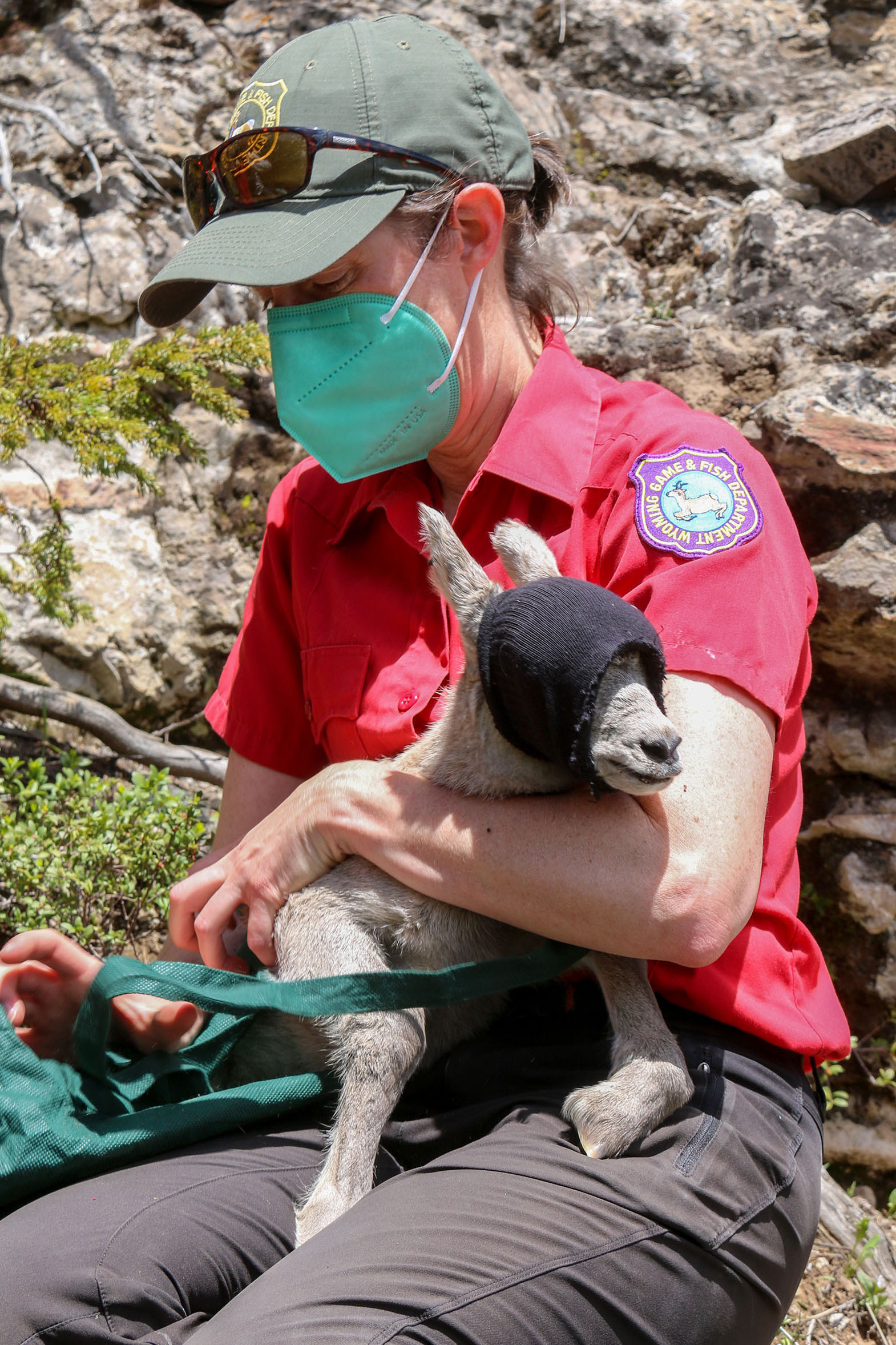 Bighorn Lambs Collared For Research | Wyoming Game & Fish Department