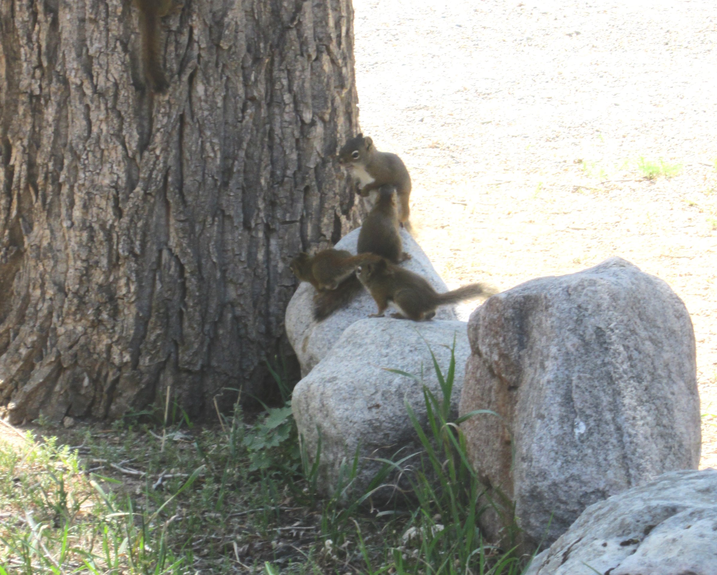 American red squirrel