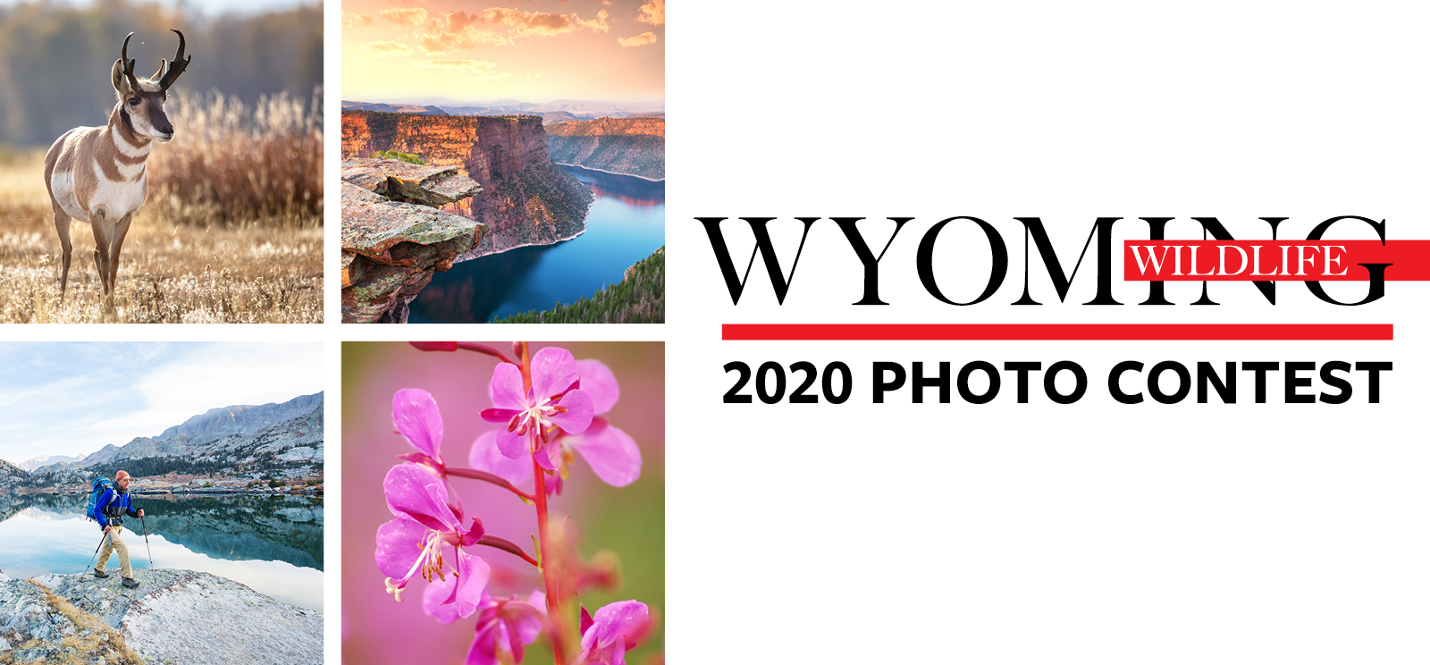 Wyoming Game And Fish Department - Wyoming Wildlife Photo Contest ...